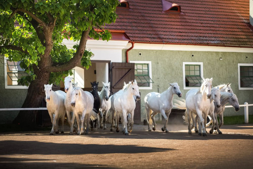 The National Stud at Kladruby nad Labem (UNESCO)